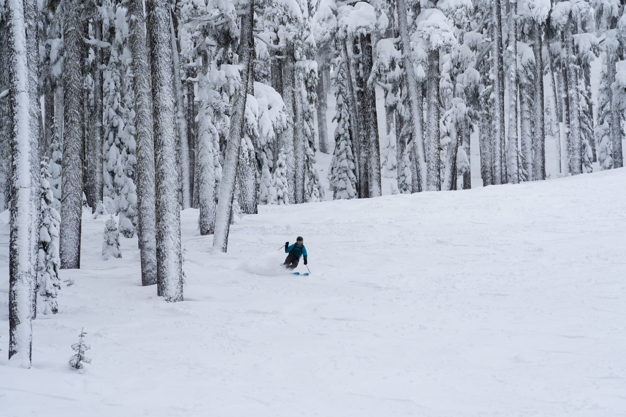 man skiing in powder next to large trees